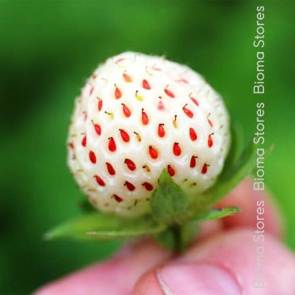 φυτά φράουλας Snow White www.biomastores.gr 1