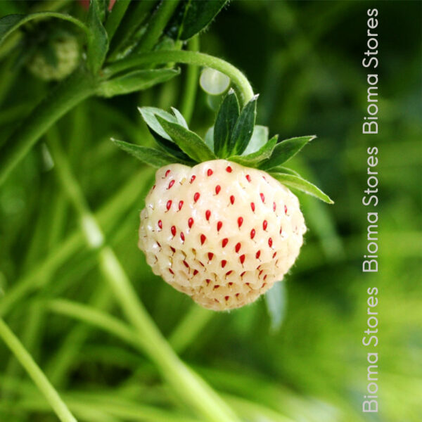 φυτά φράουλας Snow White www.biomastores.gr . 1