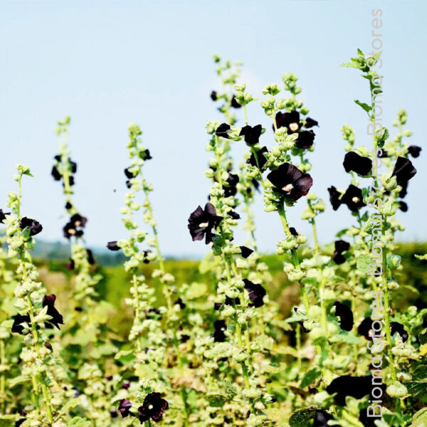 φυτά μαύρης δενδρομολόχας www.biomastores.gr 5.