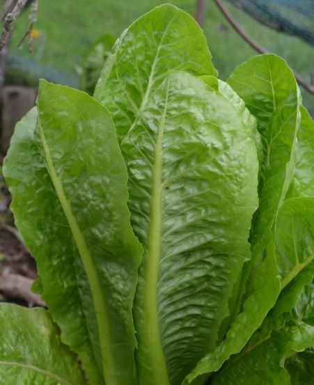 lettuce jeluna www.biomastores.gr