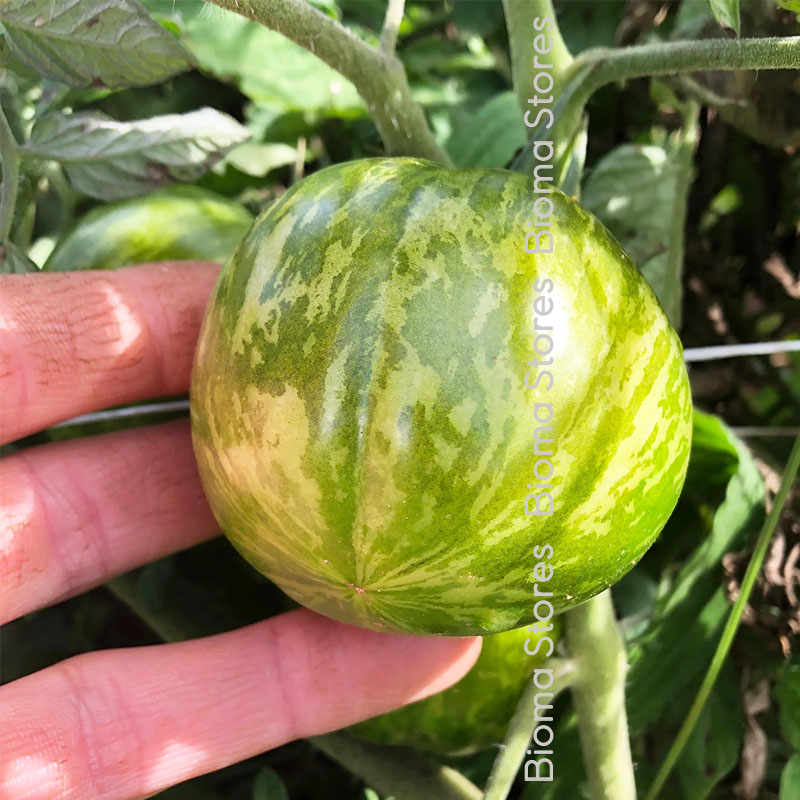 βιολογικοί-σπόροι-τομάτας-green-zebra-www.biomastores.gr-1 σπόροι τομάτας green zebra www.biomastores.gr 1