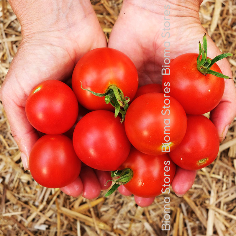 βιολογικοί-σπόροι-τομάτας-maremmano-www.biomastores.gr-1 σπόροι τομάτας maremmano www.biomastores.gr 1