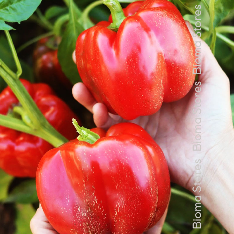 βιολογικοί-σπόροι-γεμιστής-πιπεριάς-bull-nose-www.biomastores.gr-2 σπόροι γεμιστής πιπεριάς bull nose www.biomastores.gr 2