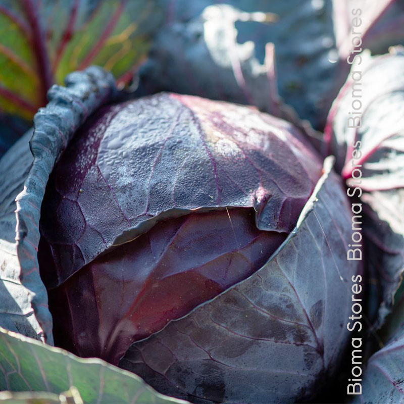 βιολογικά-φυτά-λάχανου-amarand-www.biomastores.gr φυτά λάχανου amarand www.biomastores.gr