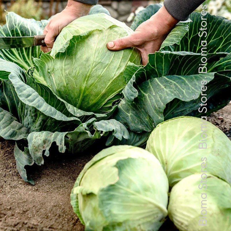 βιολογικά-φυτά-λάχανου-Fruhweiss-www.biomastores.gr-1 φυτά λάχανου Fruhweiss www.biomastores.gr 1