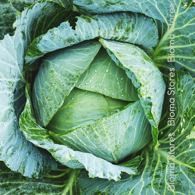 βιολογικά-φυτά-λάχανου-Fruhweiss-www.biomastores.gr φυτά λάχανου Fruhweiss www.biomastores.gr