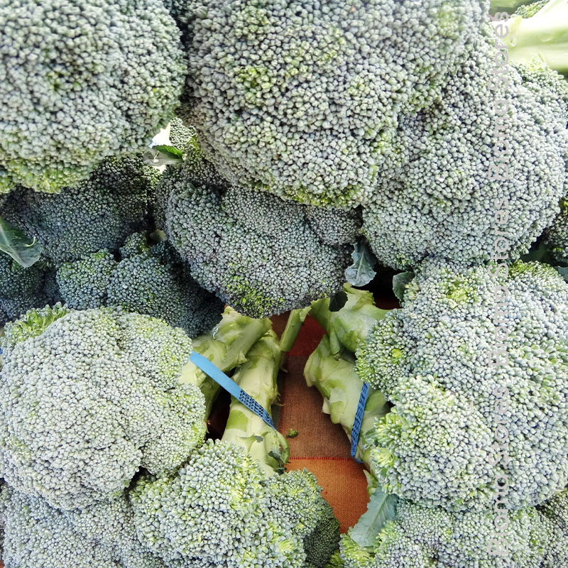 βιολογικά-φυτά-μπρόκολου-leonora-www.biomastores.gr-1 φυτά μπρόκολου leonora www.biomastores.gr 1