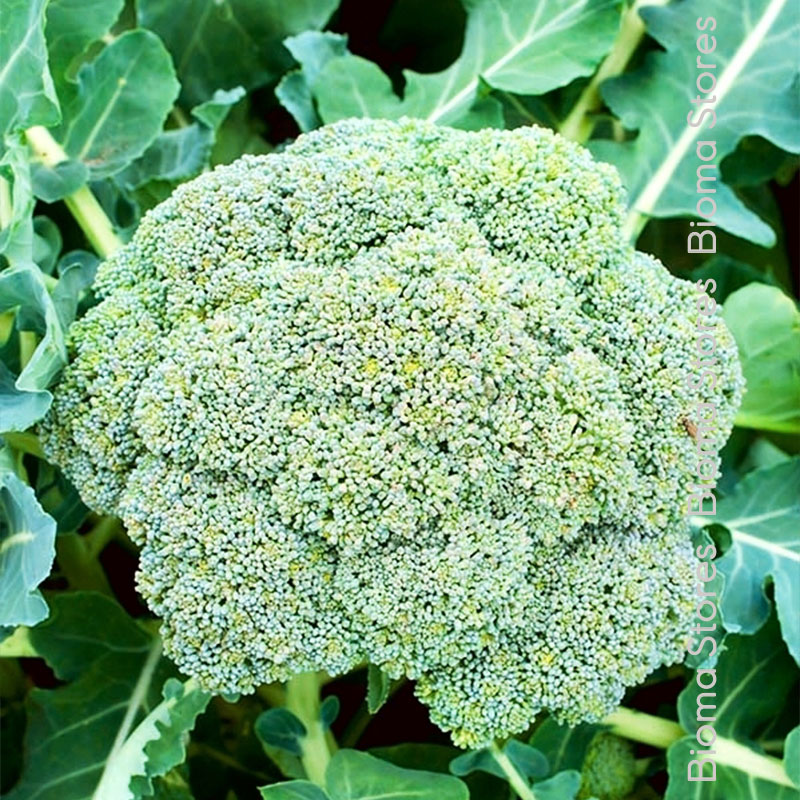 βιολογικά-φυτά-μπρόκολου-leonora-www.biomastores.gr-2 φυτά μπρόκολου leonora www.biomastores.gr 2