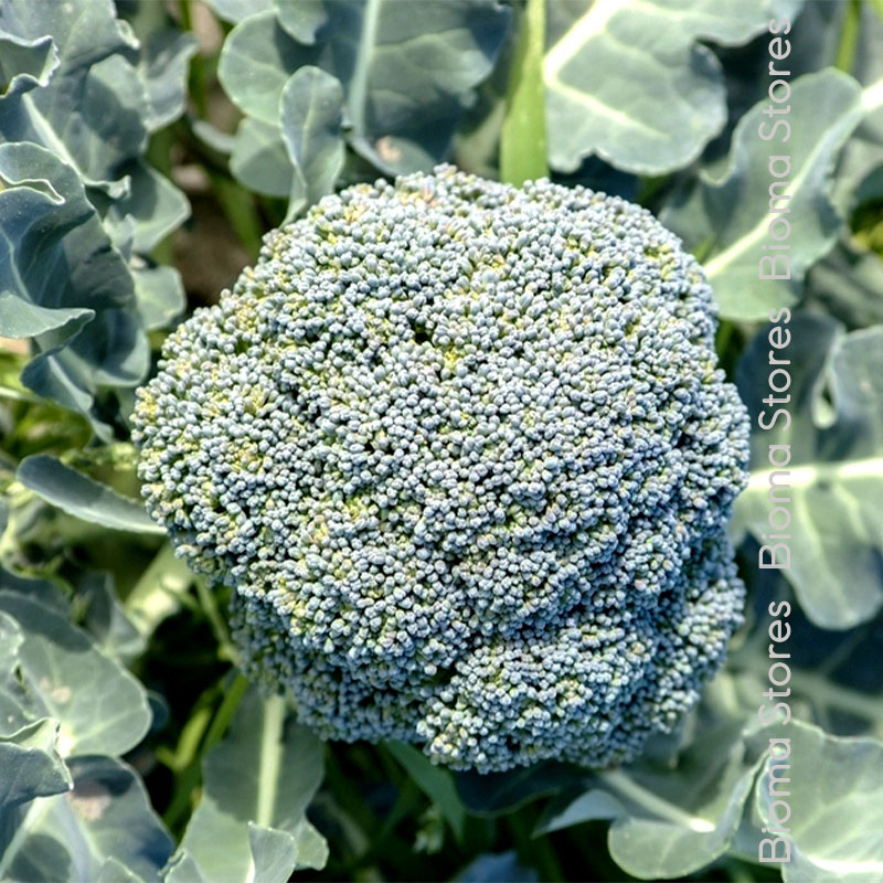 βιολογικά-φυτά-μπρόκολου-leonora-www.biomastores.gr φυτά μπρόκολου leonora www.biomastores.gr