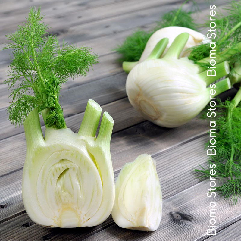βιολογικά-φυτά-φινόκιου-fino-www.biomastores.gr-2 φυτά φινόκιου fino www.biomastores.gr 2