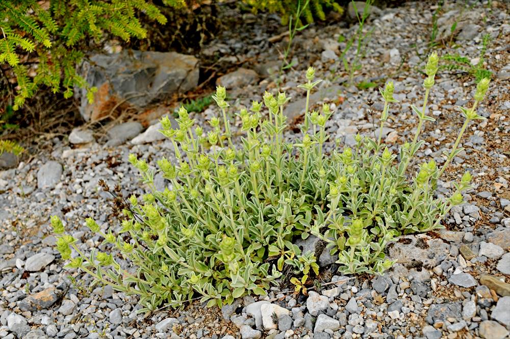 Sideritis cladestina.
