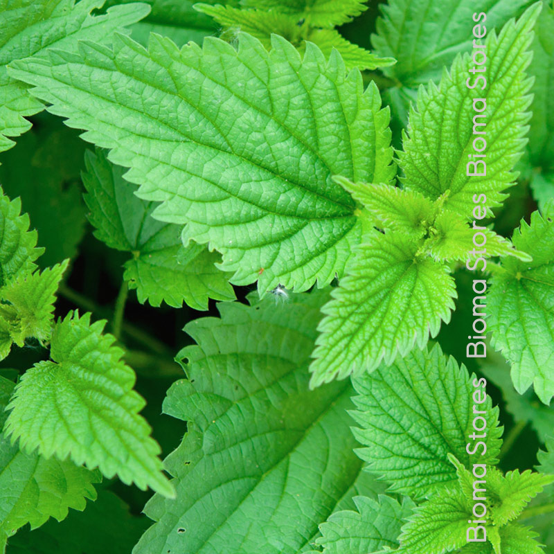 αρωματικά-βότανα-τσουκνίδα-biomastores.gr-1 βότανα τσουκνίδα biomastores.gr 1