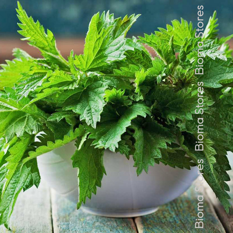 αρωματικά-βότανα-τσουκνίδα-biomastores.gr-8 βότανα τσουκνίδα biomastores.gr 8