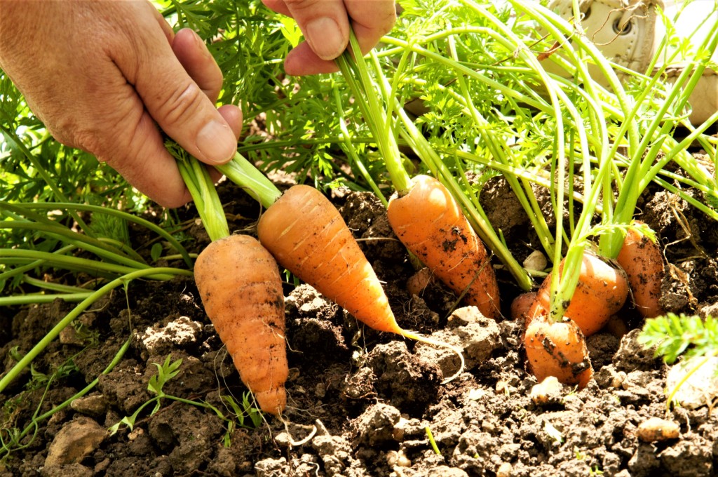 σπορά βιολογική καλλιέργεια