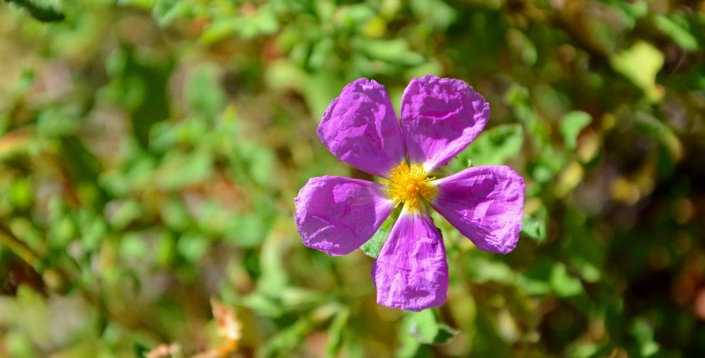 cistus creticus λαδανιά 1