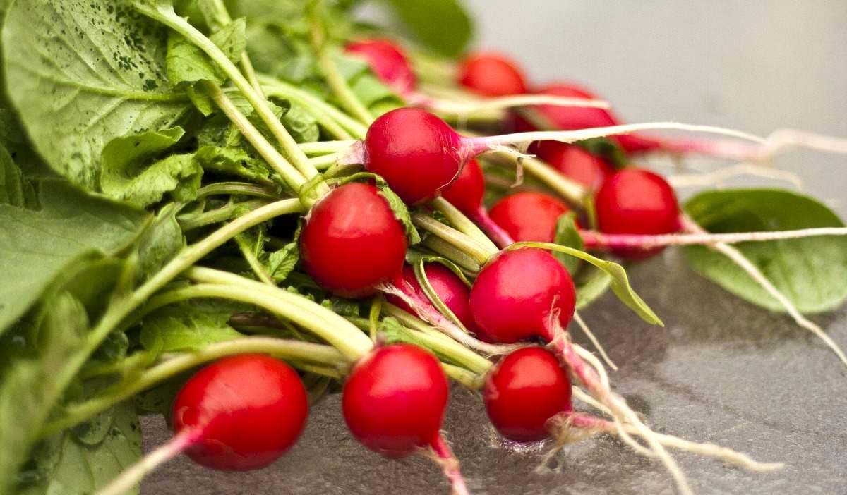 ραπανάκι σε γλάστρα5