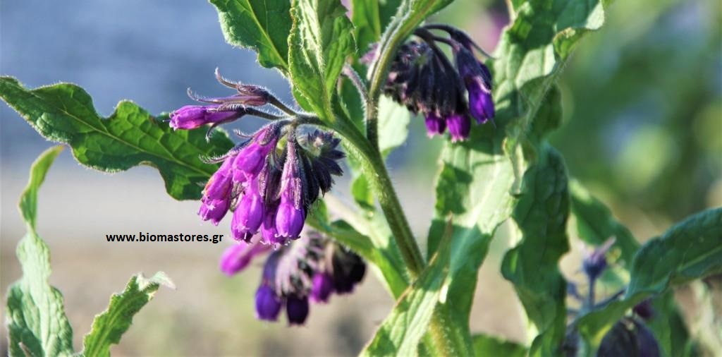 φυτό καλλιέργεια