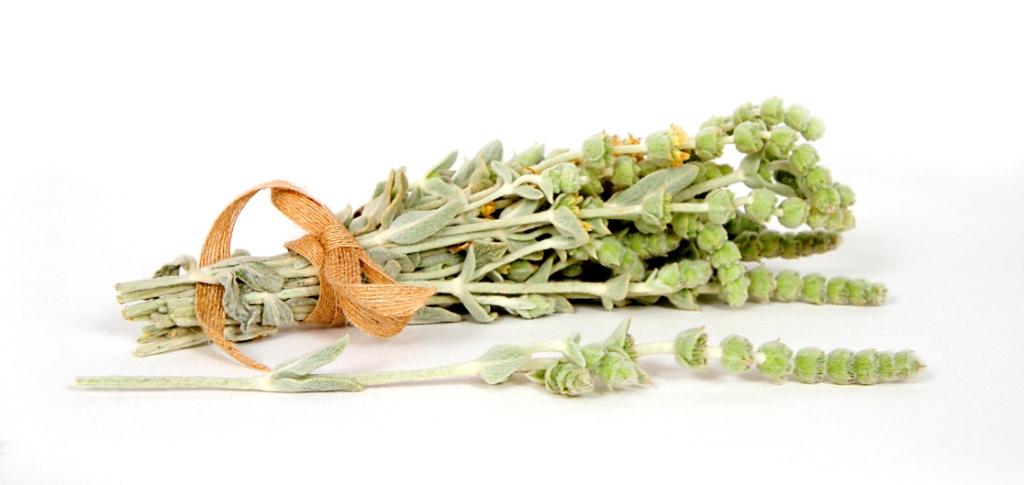 sideritis euboea τσαι της Ευβοίας biomastores.gr