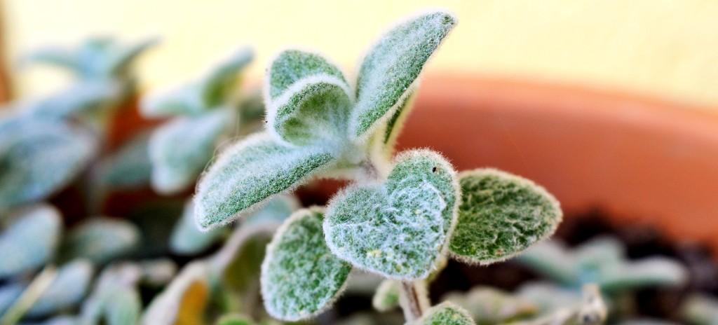 ιστορία χρήσεις biomastores.gr 1