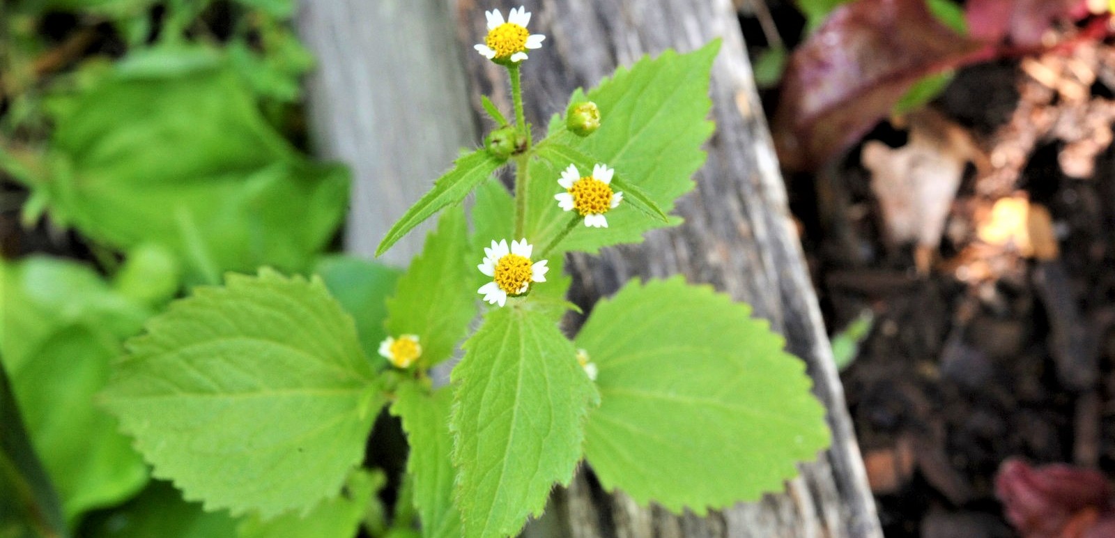 δεικτες εδάφους27