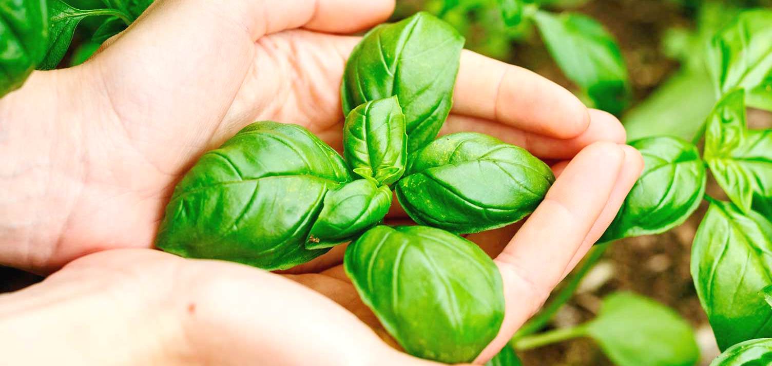 ποικιλίες καλλιέργεια biomastores.gr 4