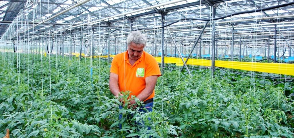 θερμοκηπιακής καλλιέργειας της Τομάτας