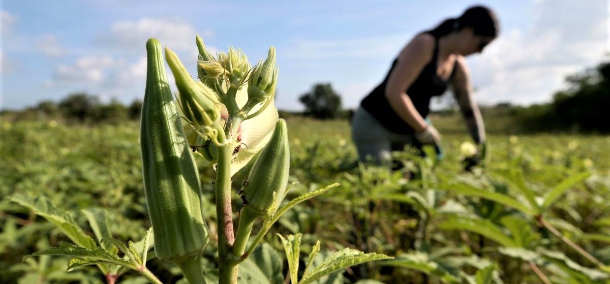 βιολογική καλλιέργεια της μπάμιας biomastores.gr 13