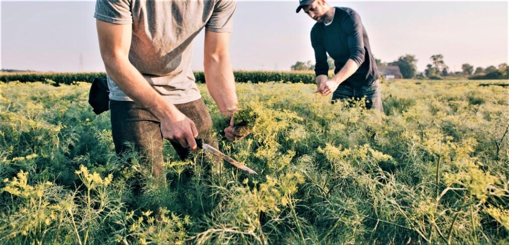 βιολογική καλλιέργεια του άνηθου biomastores.gr 7