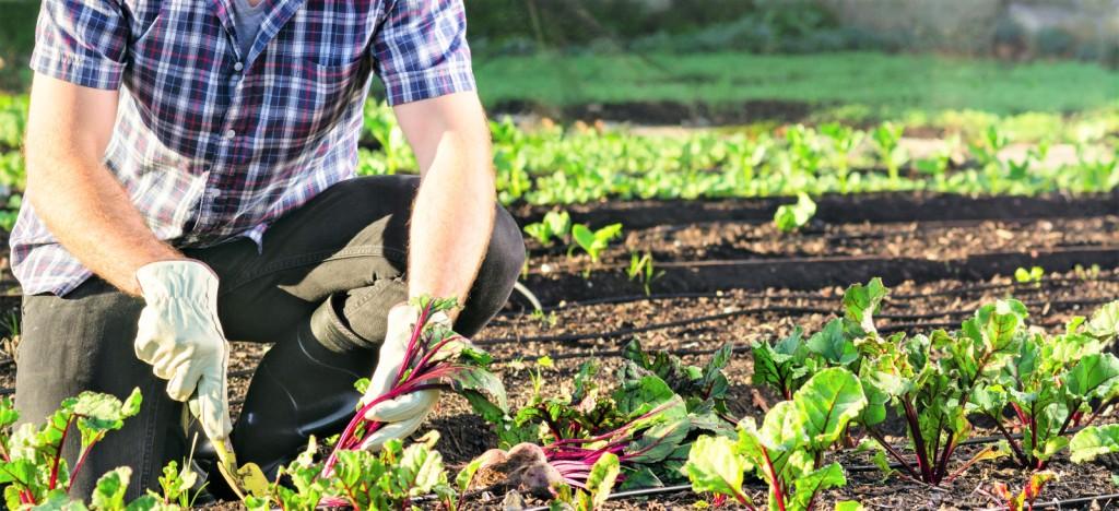 βιολογική καλλιέργεια του παντζαριού biomastores.gr 12