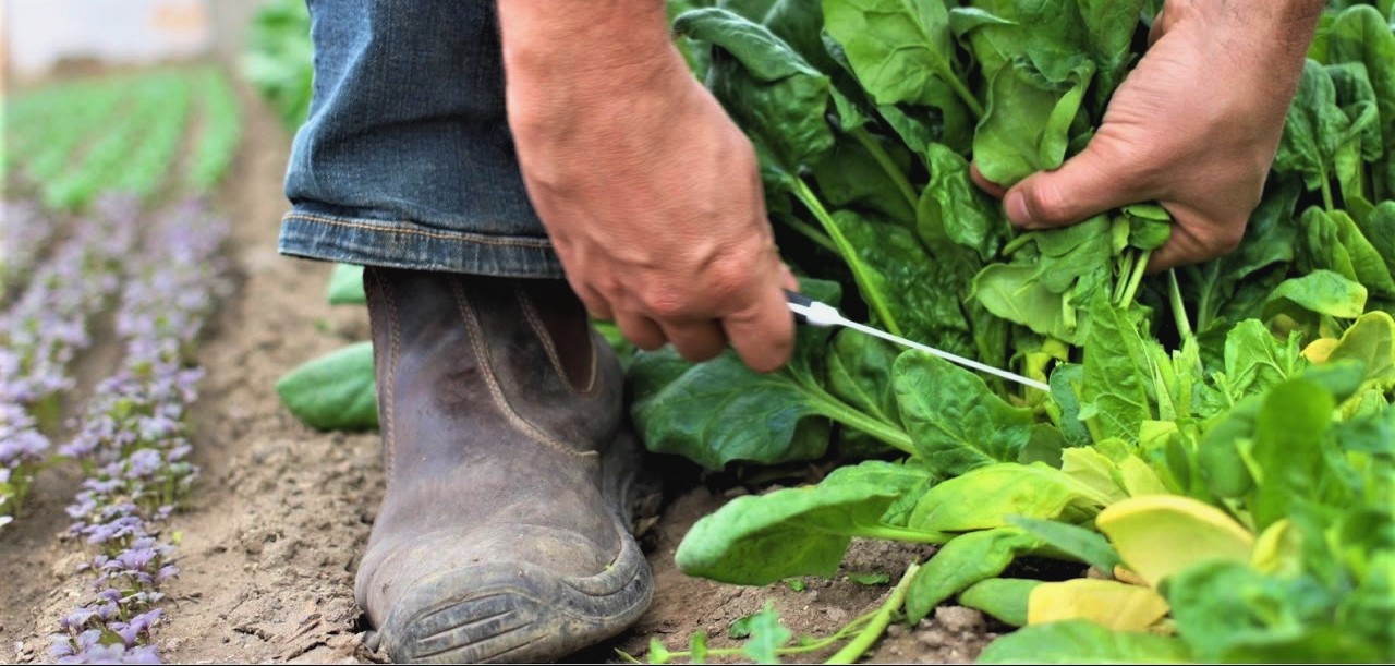 βιολογική καλλιέργεια του σπανακιού 3