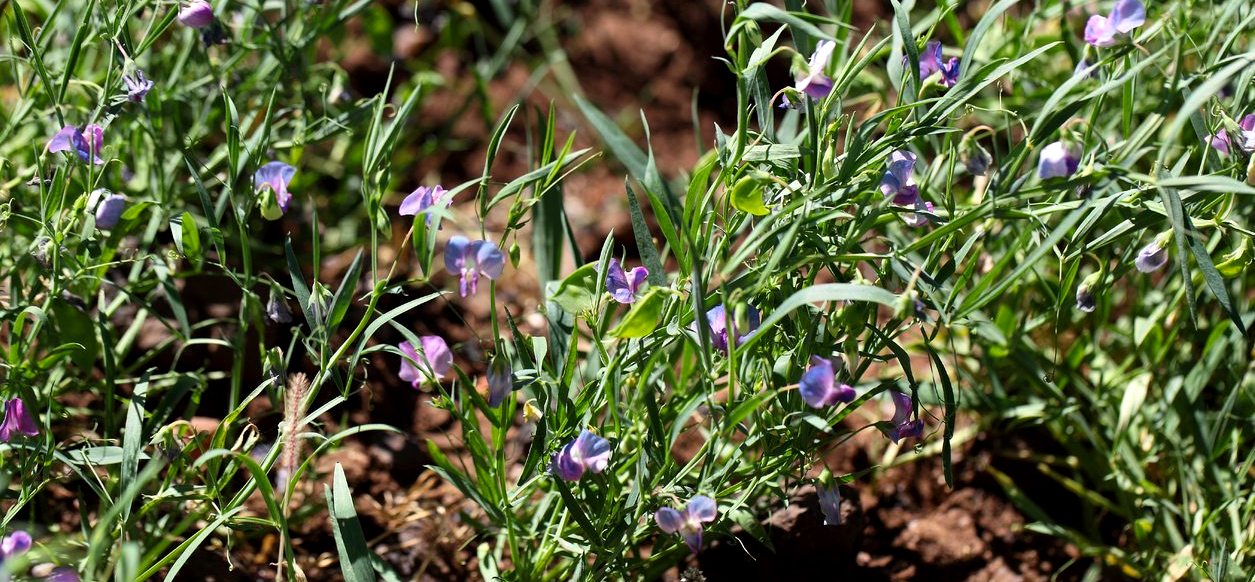 καλλιέργεια του λαθουριού biomastores.gr 12 1