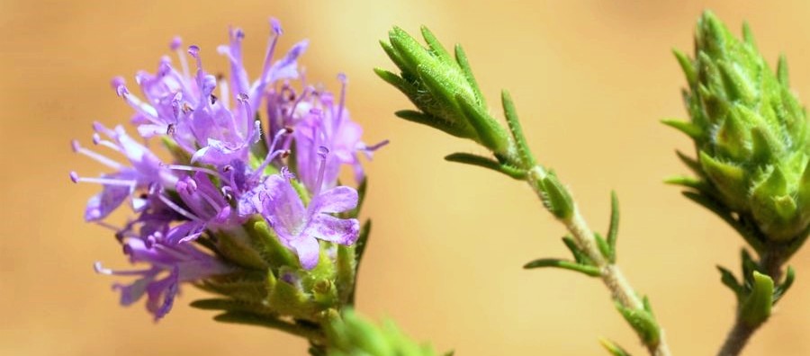 ιστορία biomastores.gr 6