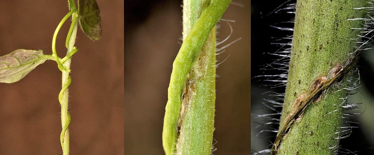και τρόποι αντιμετώπισης στην βιολογική γεωργία biomastores.gr .5