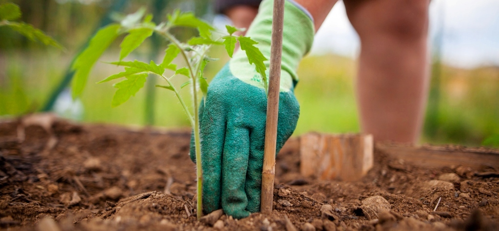 φυτών Τομάτας biomastores5