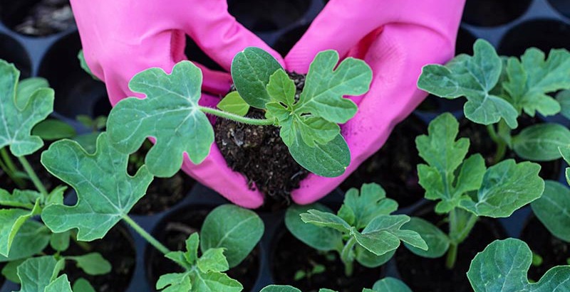 μεταφύτευσης καλλιέργειας καρπουζιού.