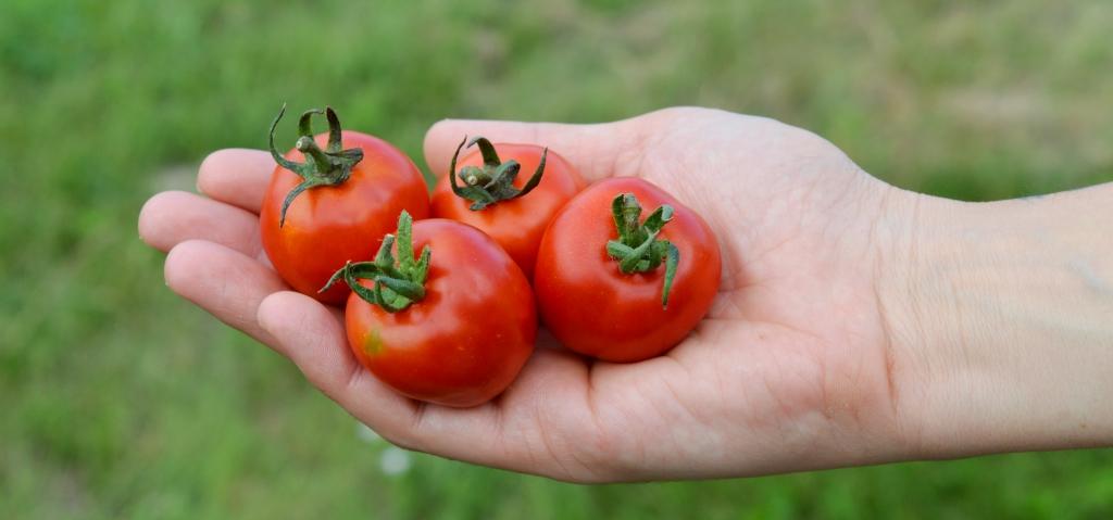 ποικλίες κηπευτικών τι είναι bioma stores.
