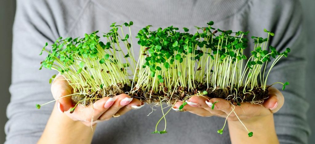 καλλιεργούμε φύτρες biomastores.gr 5