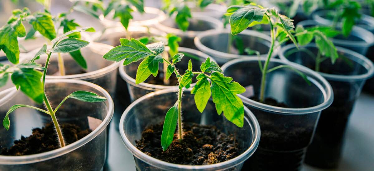 Τομάτας στο σπορείο5