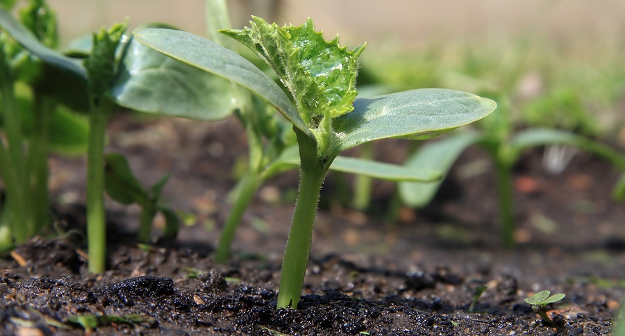 αγγουριού καλλιέργεια1