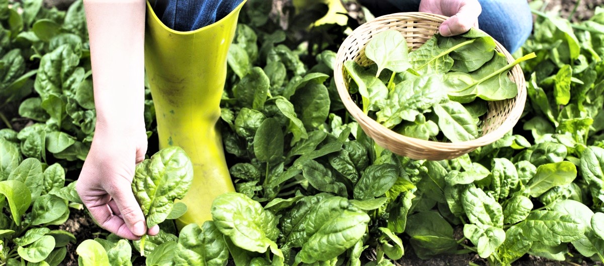 σπανακιού biomastores.gr 1