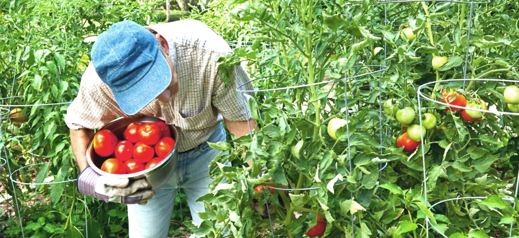 στην τομάτα 1