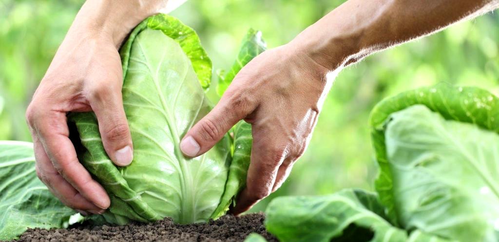 βιολογική καλλιέργεια του λάχανου biomastores.gr 12