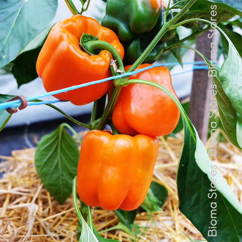 βιολογικά-φυτά-γεμιστής-πορτοκαλί-πιπεριάς-cubo-orange-www.biomastores.gr-1 φυτά γεμιστής πορτοκαλί πιπεριάς cubo orange www.biomastores.gr 1