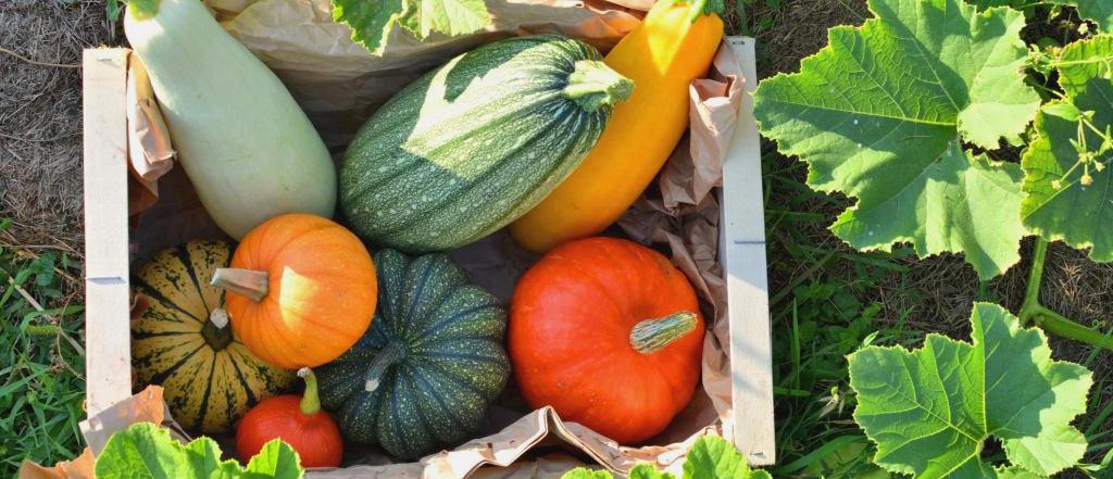 καλλιέργεια του κολοκυθιού.3
