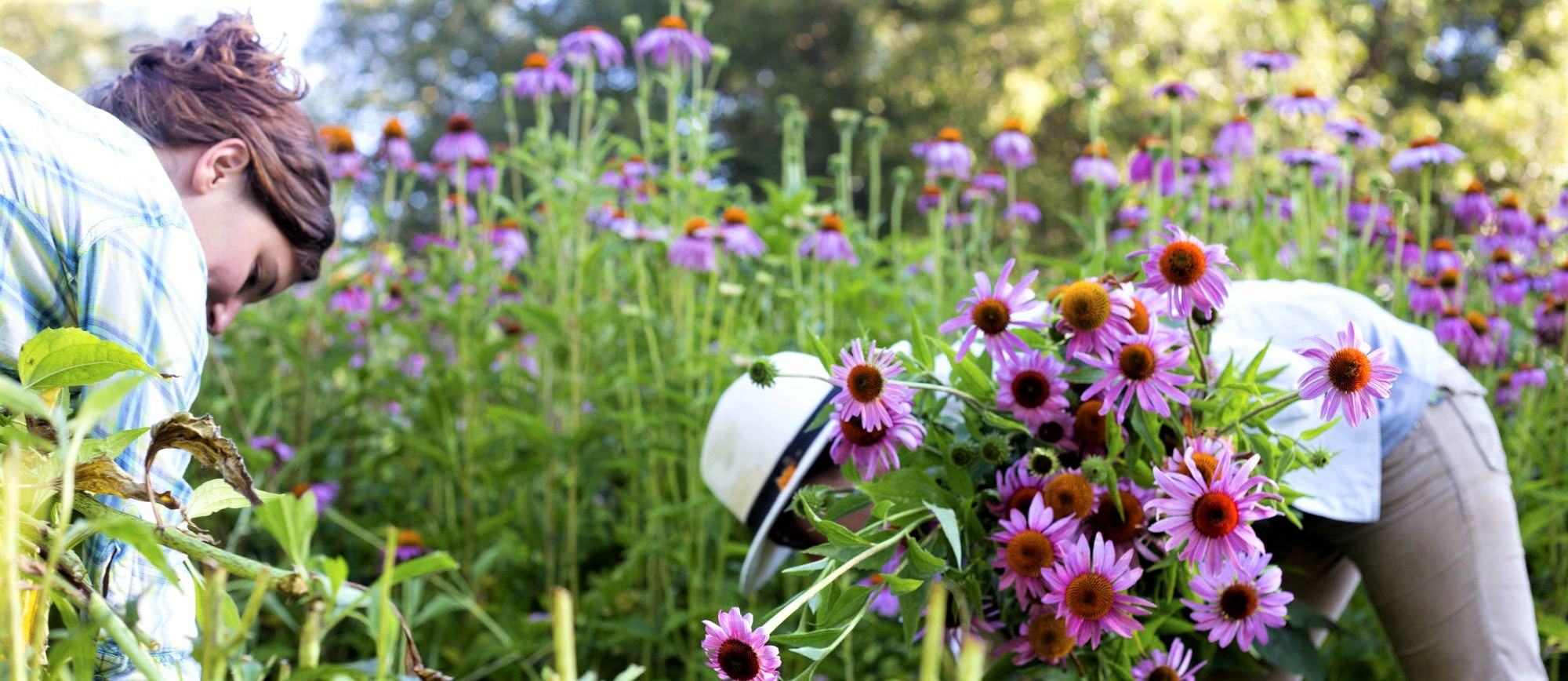 βιολογική καλλιέργεια της Εχινάτσεας