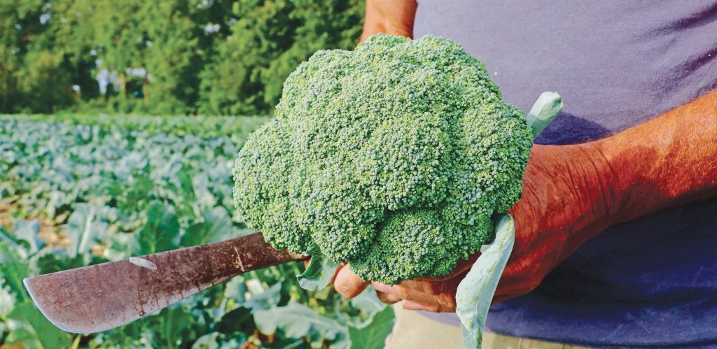 λίπανση στην βιολογική γεωργία biomastores.gr .