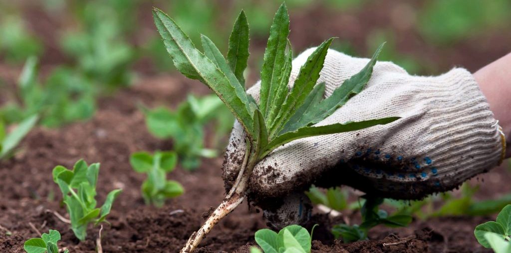 να αντιμετωπίσετε τα αγριόχορτα χωρίς την χρήση χημικών biomastores.gr .