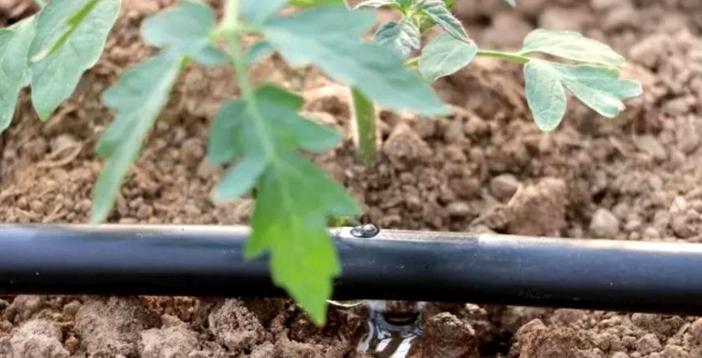 άρδευση στην Τομάτα biomastores.gr 2