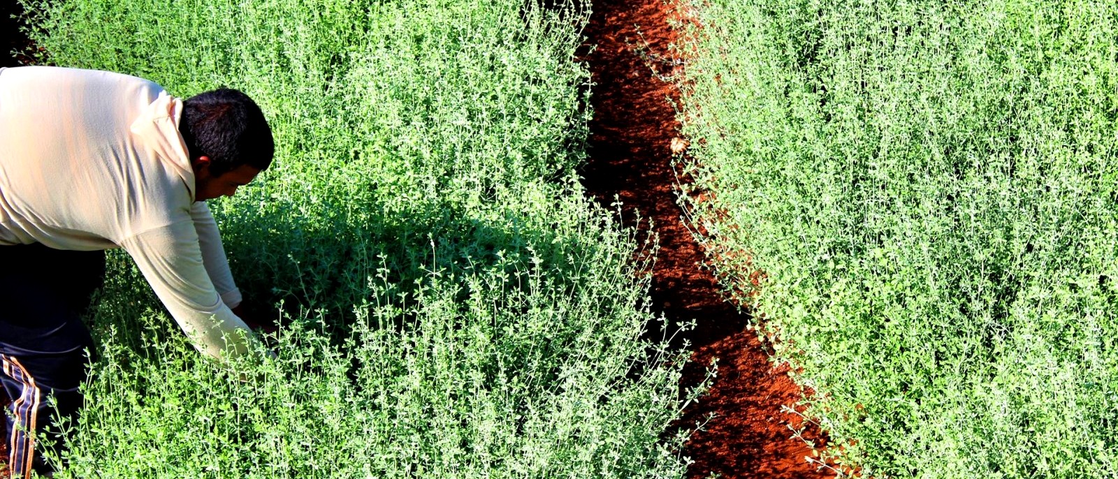 βιολογική καλλιέργεια του Θυμαριού biomastores.gr 4