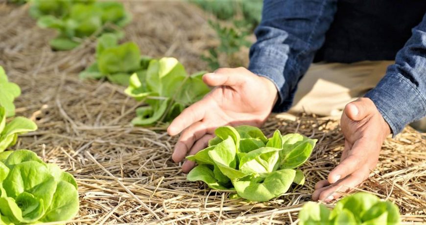 καλλιέργεια μαρουλιού biomastores b